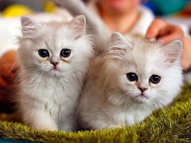Породы кошек в Подольске | ЗооТом портал о животных