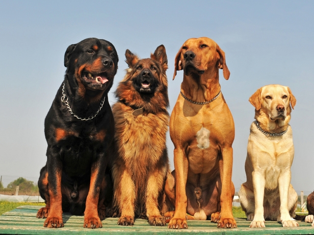 Крупные породы собак в Подольске | ЗооТом портал о животных