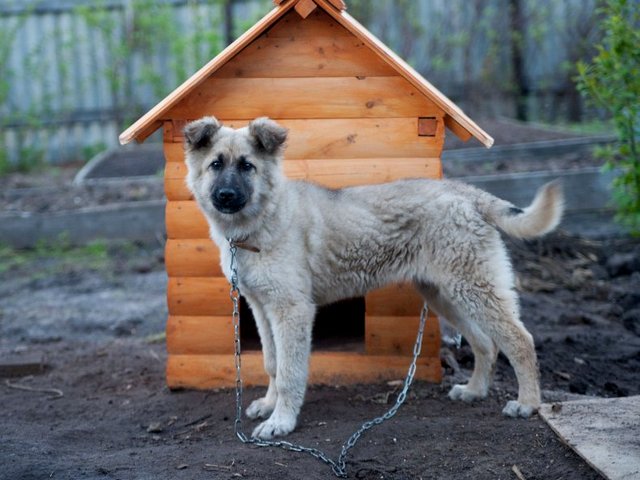 Все о собаках в Подольске